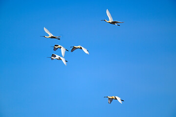 Obraz premium Löffler // Eurasian spoonbill (Platalea leucorodia)