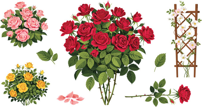 Garden Rose Bush Vector Illustration Set Featuring Climbing Flower Trellis, Red Blossom Shrub, Yellow Rose Bush, and Pink Rose Elements