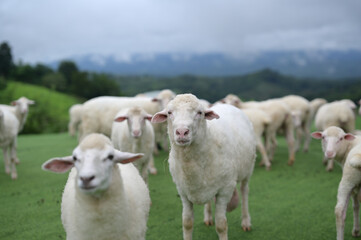 Fototapeta premium A flock of white sheep grazing on a lush green hillside under a cloudy sky with distant mountains in the background.