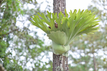 A vibrant green staghorn fern (Platycerium superbum or similar species) is captured growing epiphytically on a textured tree trunk. © Apiwat