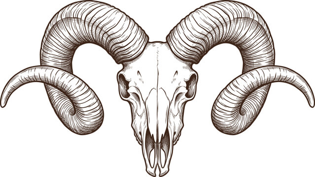 Ram skull vector illustration featuring a detailed engraved drawing of a ram skull with large curved horns on a white background