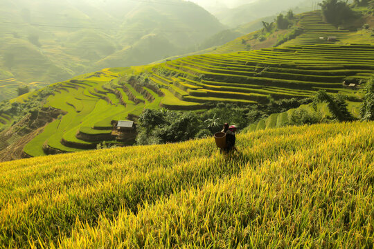 Golden rice terraces of Mu Cang Chai, Vietnam, glowing at harvest season. A breathtaking masterpiece of nature.