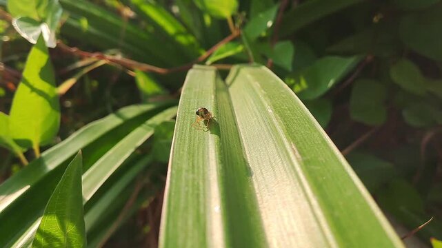 Macro close up of metallic green leafhopper insect on fresh green leaf. Natural wildlife footage in tropical forest. Detail texture and nature background concept.