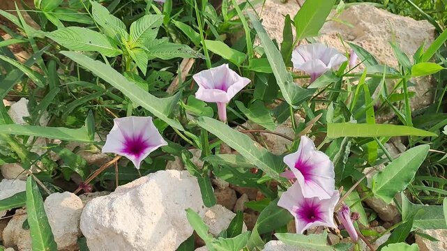 Wild pink morning glory flowers blooming among green leaves and rocks. Natural floral background with sunlight in tropical garden. Nature and botany concept.