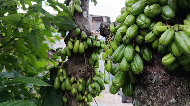 Fresh Bilimbi Fruits Growing on Tree Trunk