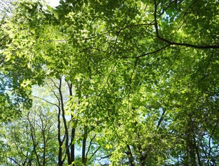 Fototapeta premium trees in the forest