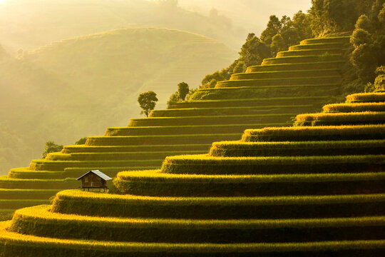 Golden rice terraces of Mu Cang Chai, Vietnam, glowing at harvest season. A breathtaking masterpiece of nature.