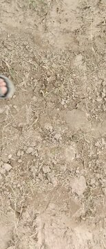 Close-up of dry cracked soil with rough texture and small rocks showing natural earth surface detail symbolizing drought environment and outdoor ground background