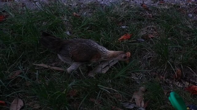 A chicken looking for food on the side of the road