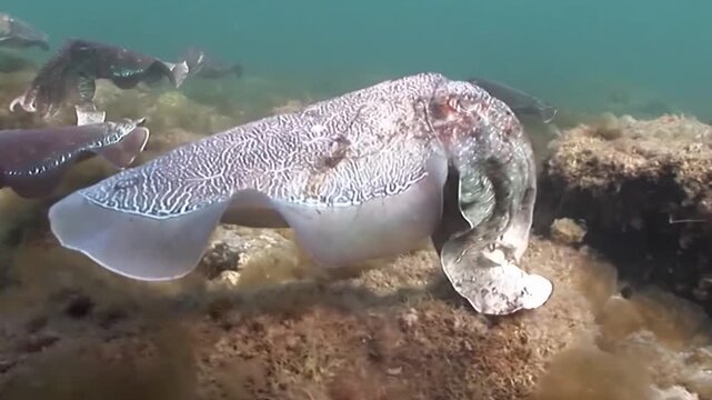 Giant Cuttlefish (Sepia officinalis) Releasing Sepia Ink Cloud, Marine Cephalopod Melanin Pseudomorph Escape Mechanism