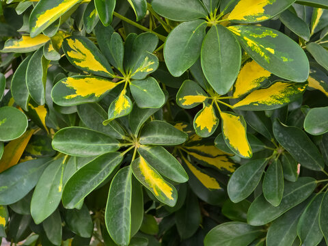 Dense foliage of a variegated dwarf umbrella tree (Heptapleurum arboricola 'Variegata') featuring palmate compound leaves with bright yellow and deep green leaflets.