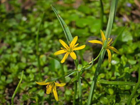 Yellow star-of-Bethlehem flowers (Gagea lutea) with six star-like tepals blooming among slender green stems and wild vegetation in bright daylight.