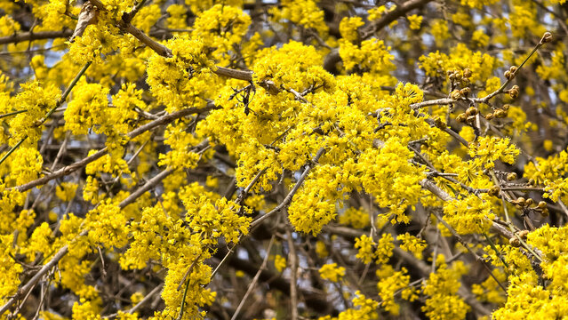 Abundant yellow blossoms of Cornelian cherry (Cornus mas) blooming on bare woody branches in early spring against a soft outdoor background.