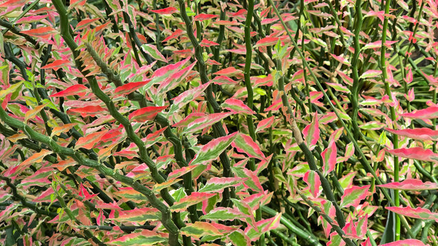 Variegated Devil's backbone plant (Euphorbia tithymaloides 'Variegata') featuring zigzag green stems and vibrant pink, red, and white variegated leaves.