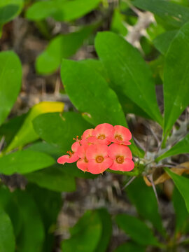Small cluster of salmon pink crown of thorns (Euphorbia milii) flowers with spiky stems and green leaves in a garden setting.