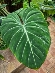 Close-up of a large, velvety heart-shaped leaf of Philodendron gloriosum with white veins in an indoor setting. © Dan