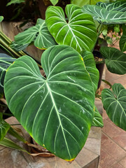 Large, velvety heart-shaped leaf of a Philodendron gloriosum displaying prominent white veins in a indoor plant setting. © Dan