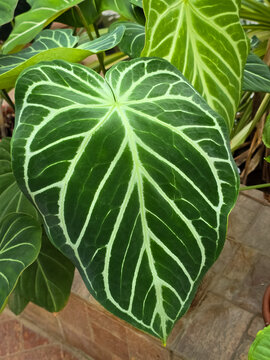 Anthurium crystallinum leaf featuring velvety dark green foliage with striking silver-white veins in an indoor garden.