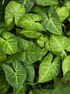 Vibrant arrowhead vine (Syngonium podophyllum) foliage featuring variegated green and pale yellow arrow-shaped leaves.