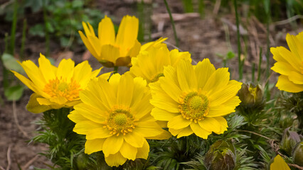Fototapeta premium Bright yellow yellow pheasant's eye flowers blooming in full sunshine with delicate feathery green foliage outdoors.
