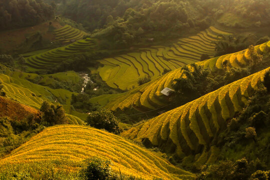 Golden rice terraces of Mu Cang Chai, Vietnam, glowing at harvest season. A breathtaking masterpiece of nature.