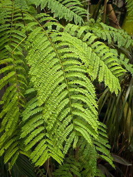 Vibrant green bipinnate fronds of a jacaranda tree (Jacaranda mimosifolia) displaying fine, delicate, fern-like leaves.
