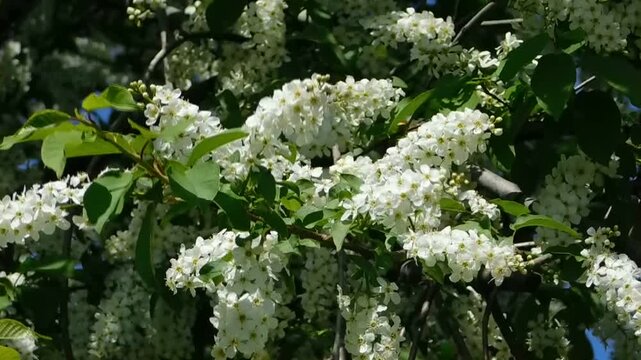 Chokecherry tree flowers cascade in delicate white racemes against a backdrop of deep green leaves and a bright blue sky, emphasizing the lush and healthy growth of spring vegetation in the wild.