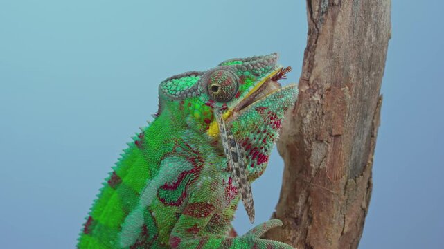 Close-up portrait of colorful young panther chameleon chewing large wart-biter bush cricket on branch, isolated on vibrant, sky-blue background. Chameleon eats big grey grasshopper