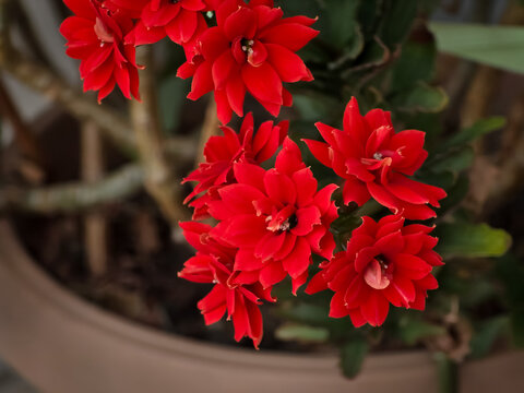 Vibrant red double-flowered kalanchoe blossfeldiana in full bloom growing in a pot, detailed close-up shot.