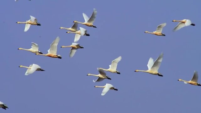 Flock of Whooper Swans Flying in Blue Sky