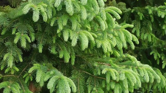 Conifer tree branches extend outwards with soft light green needles creating a dense and layered organic pattern that covers the frame with fresh spring growth and a deep natural forest atmosphere.