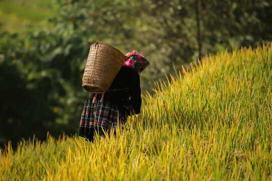 Golden rice terraces of Mu Cang Chai, Vietnam, glowing at harvest season. A breathtaking masterpiece of nature.