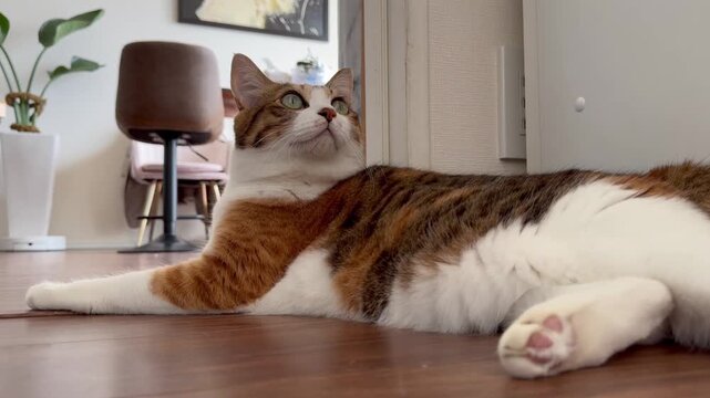 Relaxed Calico Cat Lying on Wooden Floor Inside Cozy Home
