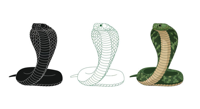 Set of cobra snake illustrations featuring a black silhouette, a green outline, and a colored realistic reptile vector on a white background