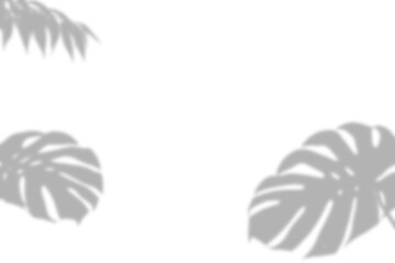 A soft natural shadow of tropical monstera leaves cast on a white surface presented as an isolated object on transparent background isolated on transparent background © AHAMMED