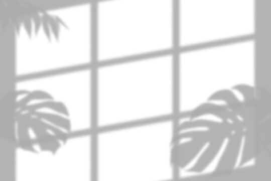 A realistic window frame shadow overlay with tropical monstera leaves cast on a white wall presented as an isolated on transparent background