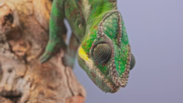 Close-up of young panther chameleon face with rotating large eyes looking around. Incredible detail in bright green scales, skin texture, and large eye, isolated on vibrant, sky-blue background