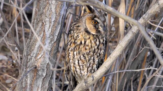 Long‑eared Owl Roosting on Tree Branch