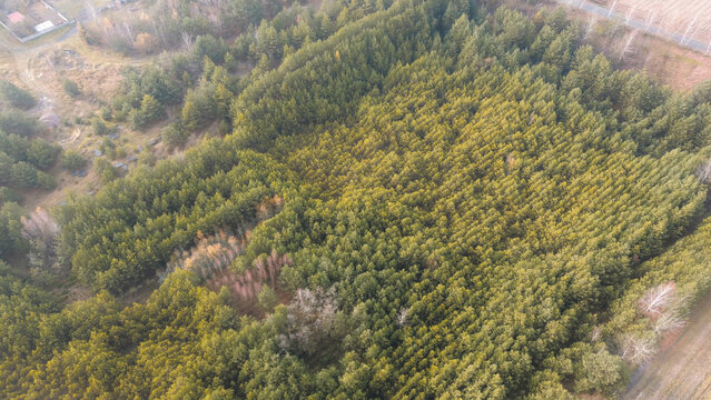 Young pine and larch trees planted in rows