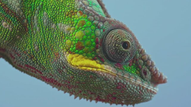 Close-up portrait of vibrant young panther chameleon face with rotating large eye looking around and at camera lens, isolated on vibrant, sky-blue background