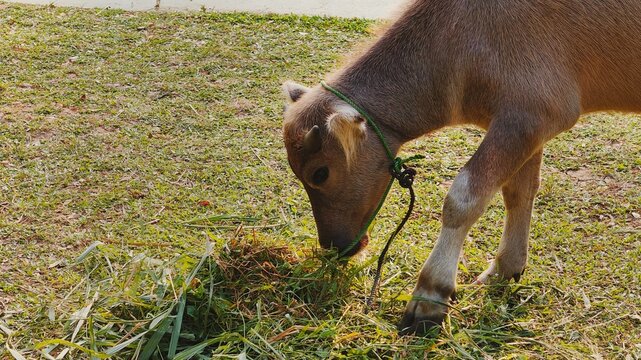 Domestic water buffalo eating fresh grass beside a rice field in warm daylight, showing rural farming, livestock care, and traditional agriculture.