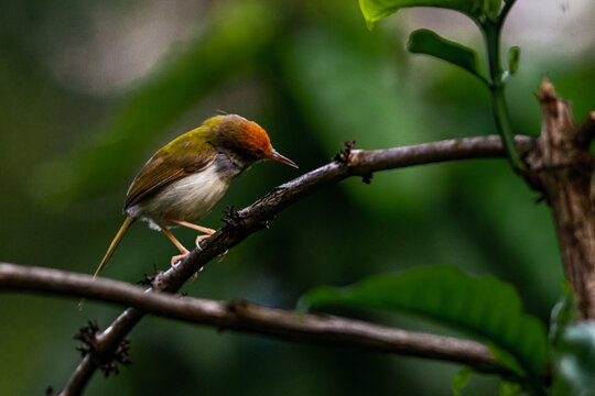 A wild native bird living naturally in rural communities, gardens, plantations, and farmland. These small birds play an important role in the local ecosystem by controlling insects, dispersing seeds, 