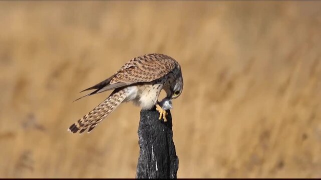 Common Kestrel Eating Prey on  Branch