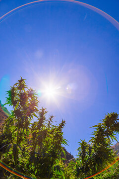 Cannabis Plants Growing Under Bright Sunlight in Kyrgyzstan
