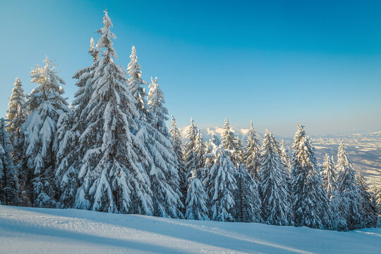 Snow covered pine forest and fresh prepared ski slope