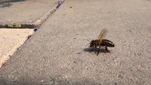 Honey bee walking on concrete pavement and fanning wings in close-up macro view