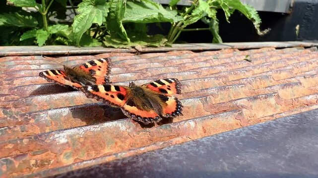Small tortoiseshell butterflies resting on rusty corrugated metal roof outdoors