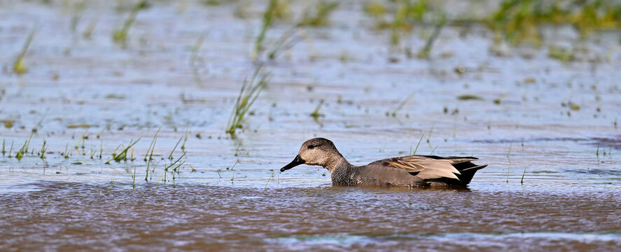 Schnatterente - M&auml;nnchen // Gadwall - male (Mareca strepera) 