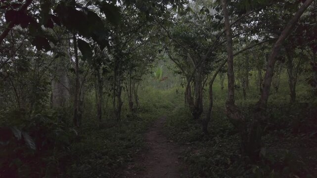 Mysterious dark forest path at dusk, moody tropical jungle trail with dense green foliage, eerie woodland landscape in low light