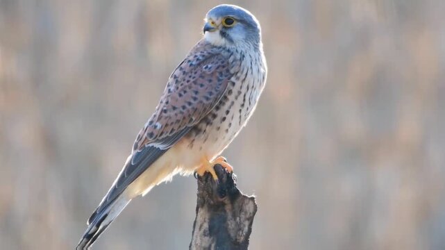 Common Kestrel Perched on Branch Looking Down for Prey
